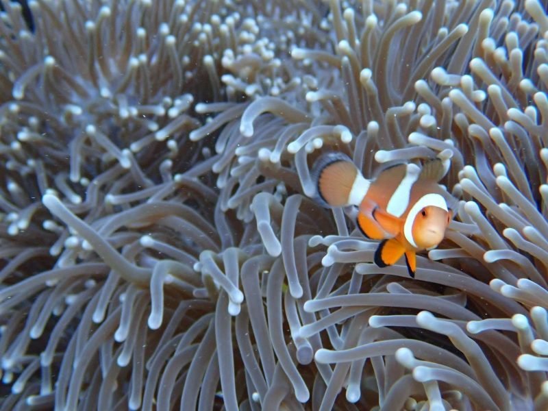 Finding Nemo in Phuket